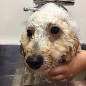 シャンプートイプー