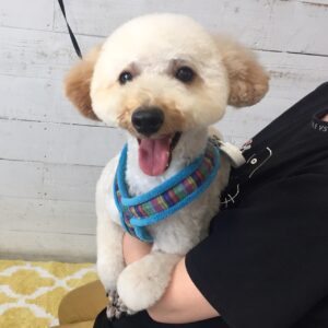 仕上がりトイプー