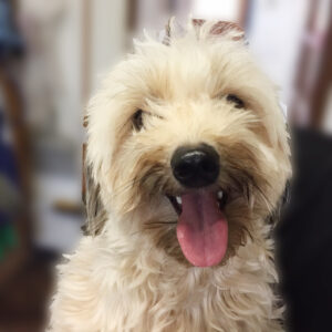 よろしくミックス