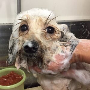 シャンプーミックス