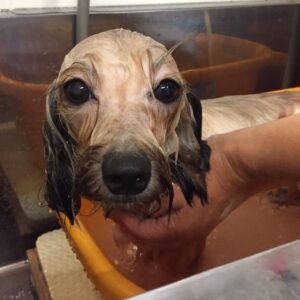 お風呂ミックス