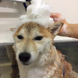 シャンプーしば