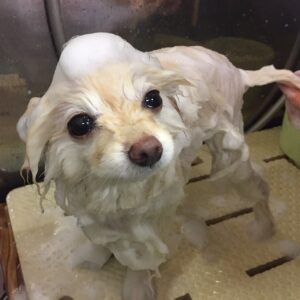 シャンプーポメ