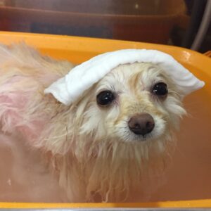 お風呂ポメ