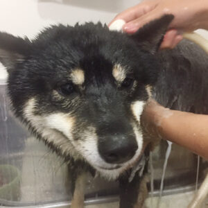 シャンプーしば