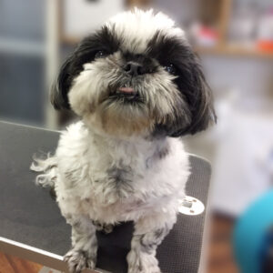 よろしくシーズー