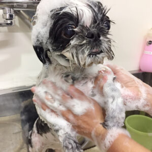 シャンプーシーズー