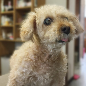 よろしくトイプー