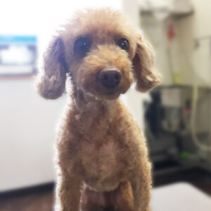 よろしくトイプー