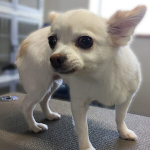 よろしくチワワ