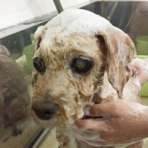 シャンプートイプー