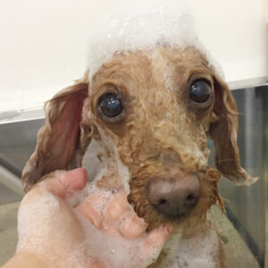 シャンプートイプー