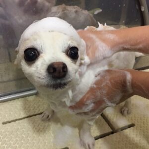 シャンプーチワワ