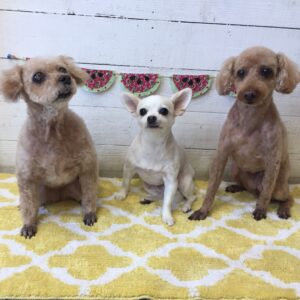 シャンプートイプー&チワワ