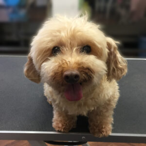 よろしくトイプー