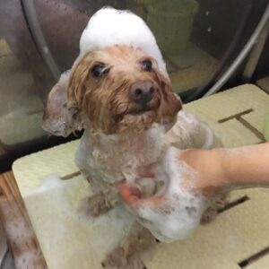 シャンプートイプー