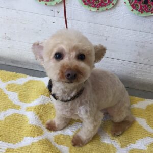 仕上がりトイプー