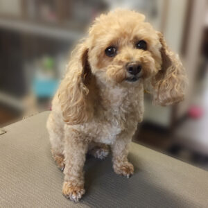 よろしくトイプー