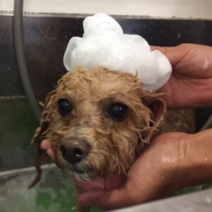 シャンプートイプー