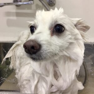 シャンプースピッツ