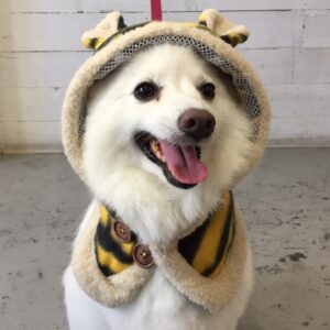 仕上がりスピッツ