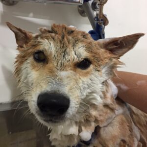 シャンプーしば