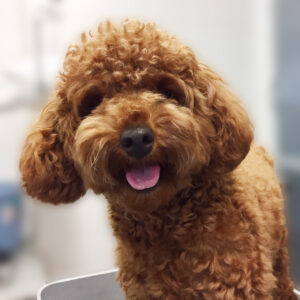 よろしくトイプー