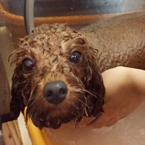 お風呂トイプー