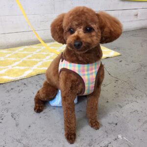 仕上がりトイプー