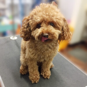 よろしくトイプー