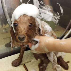 シャンプートイプー