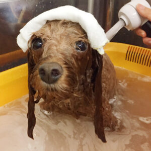 お風呂トイプー