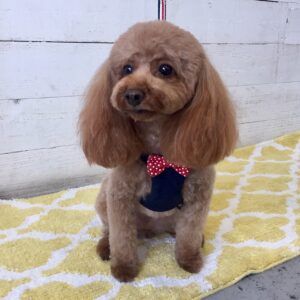 仕上がりトイプー