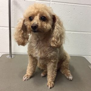 よろしくトイプー