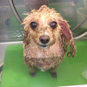 シャンプートイプー