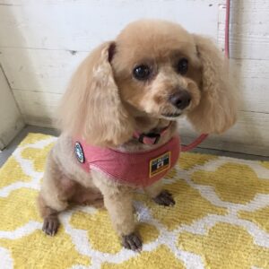 仕上がりトイプー