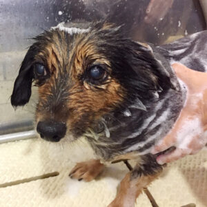 シャンプーミックス