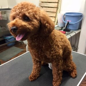 よろしくトイプー