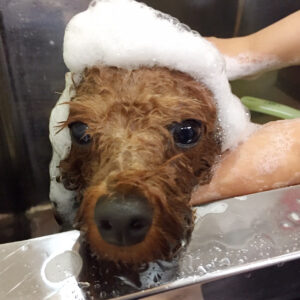 シャンプートイプー