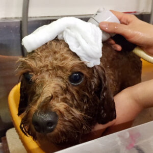 お風呂トイプー