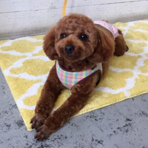 仕上がりトイプー