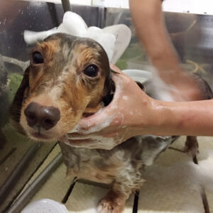 シャンプーダックス