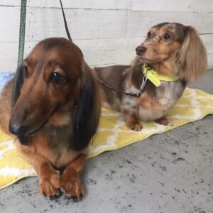 仕上がりダックス