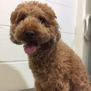 よろしくトイプー