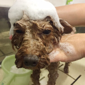 シャンプートイプー