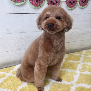 仕上がりトイプー