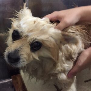 シャンプーポメ