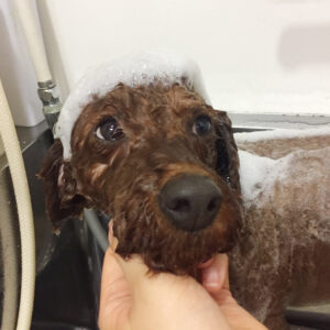 シャンプートイプー