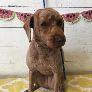 仕上がりトイプー