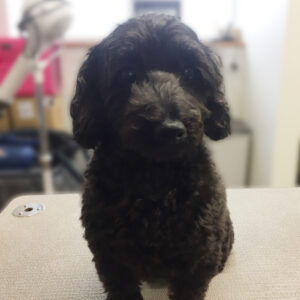 よろしくミックス